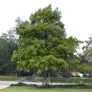 Bald Cypress Tree